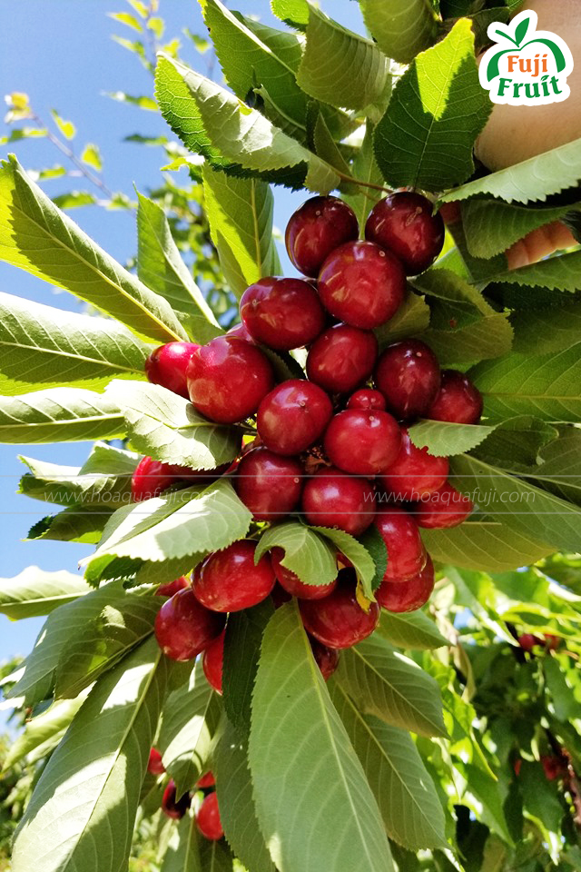 GIÁ CHERRY MỸ BAO NHIÊU TIỀN 1KG LÀ HỢP LÝ | FUJI FRUIT | Hệ thống hoa quả sạch nhập khẩu Fuji