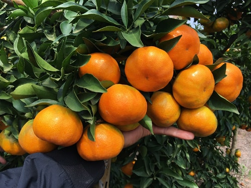 Quả cam Canh giá bao nhiêu trên thị trường ? | Fuji Fruit | Hệ thống hoa quả sạch nhập khẩu Fuji