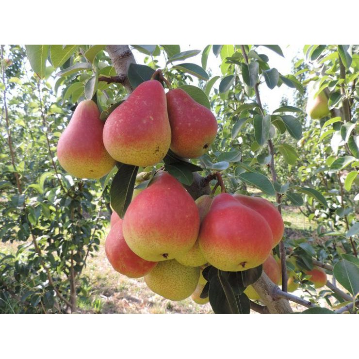 Các Công dụng của lê Nam Phi | Hoa Quả Fuji Fruit | Hệ thống hoa quả sạch nhập khẩu Fuji