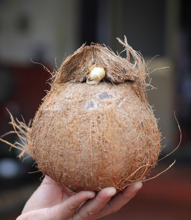 Hình ảnh Kỳ Nghỉ Hè Mùa Hè Trái Dừa PNG Miễn Phí Tải Về  Lovepik