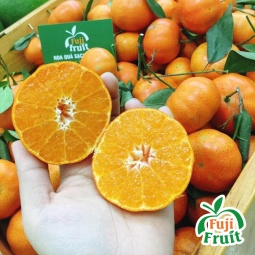 Cam canh 2T hữu cơ