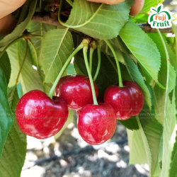 Vì sao nên ăn quả cherry dù đắt đỏ?