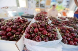 Mùa vụ cherry nhập khẩu tại Hà Nội