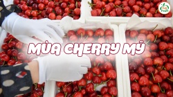 Cherry Mỹ thu hoạch vào tháng mấy ?
