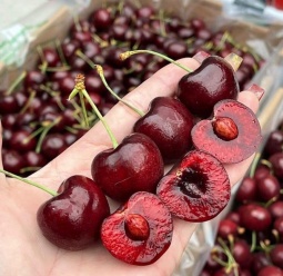 Cherry Chile